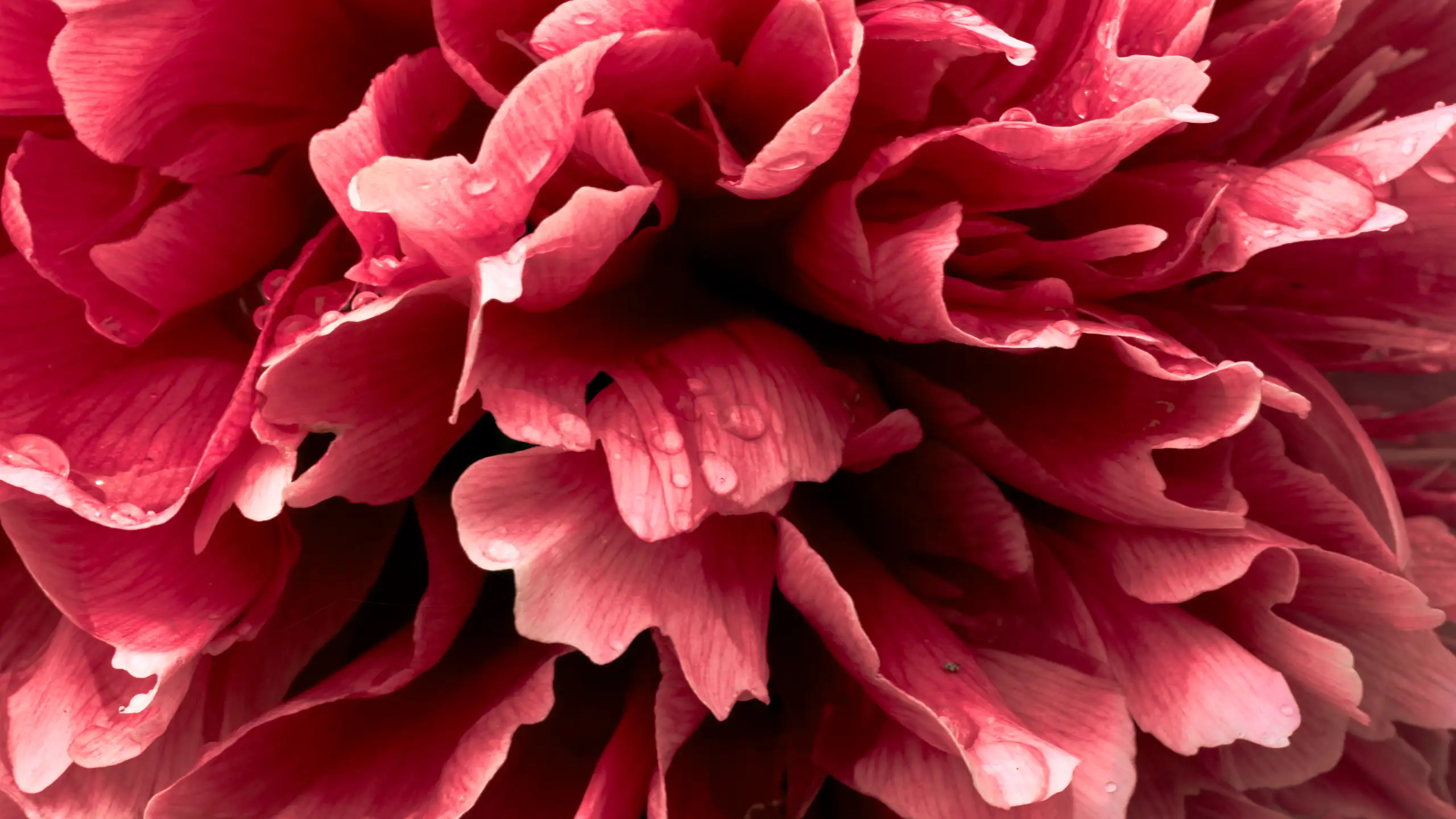 Observation Florale, poésie de Petit Bouquetin, photo 1 sur 15