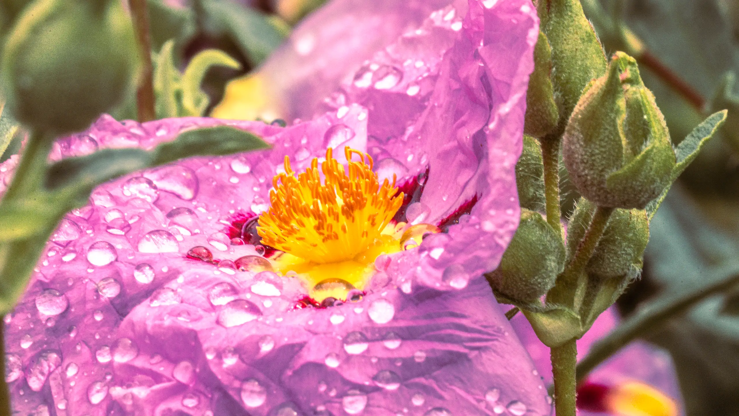 Observation Florale, poésie de Petit Bouquetin, photo 3 sur 15