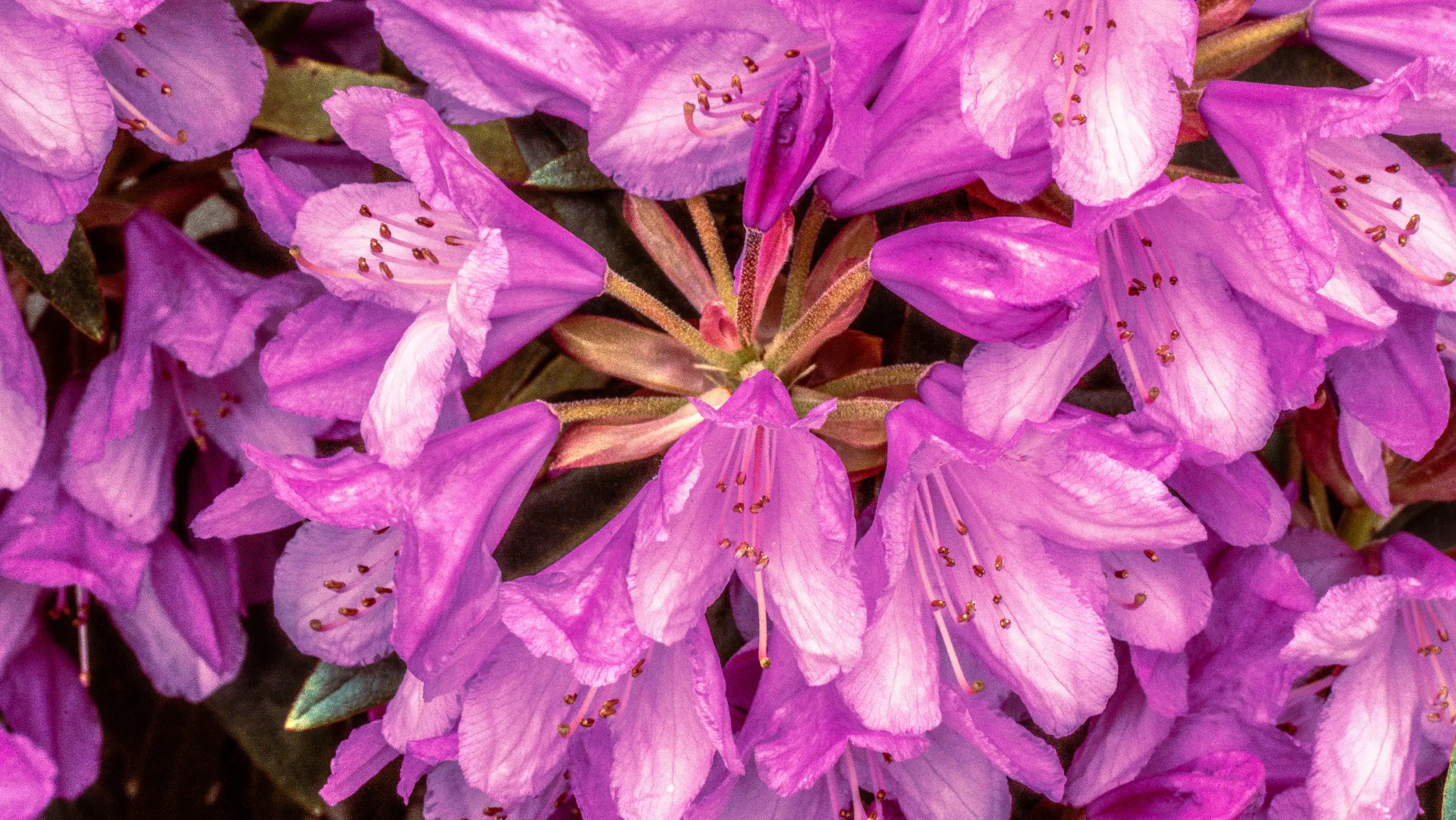 Observation Florale, poésie de Petit Bouquetin, photo 4 sur 15