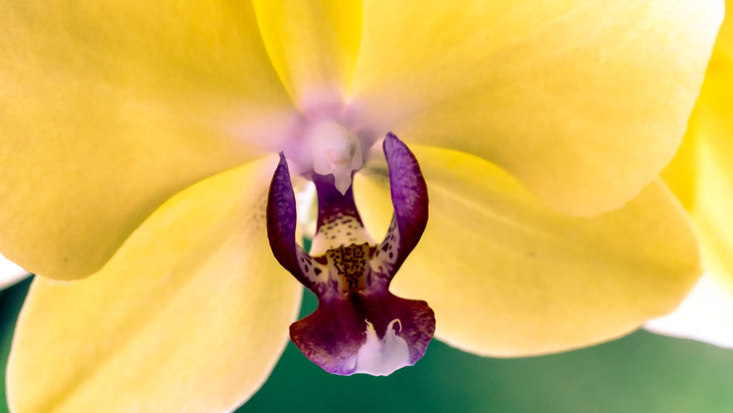 Observation Florale, poésie de Petit Bouquetin, photo 7 sur 15