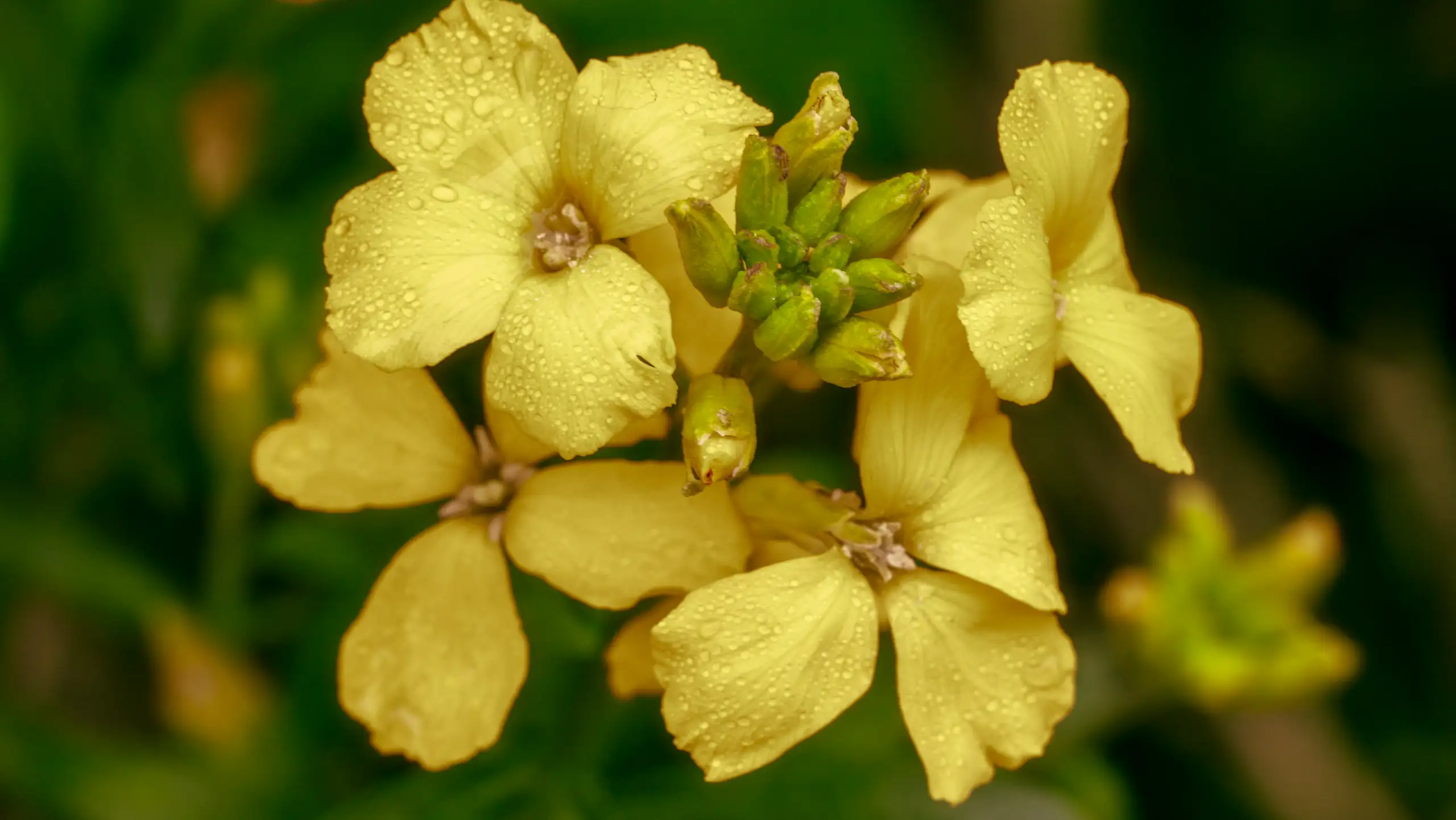 Observation Florale, poésie de Petit Bouquetin, photo 9 sur 15