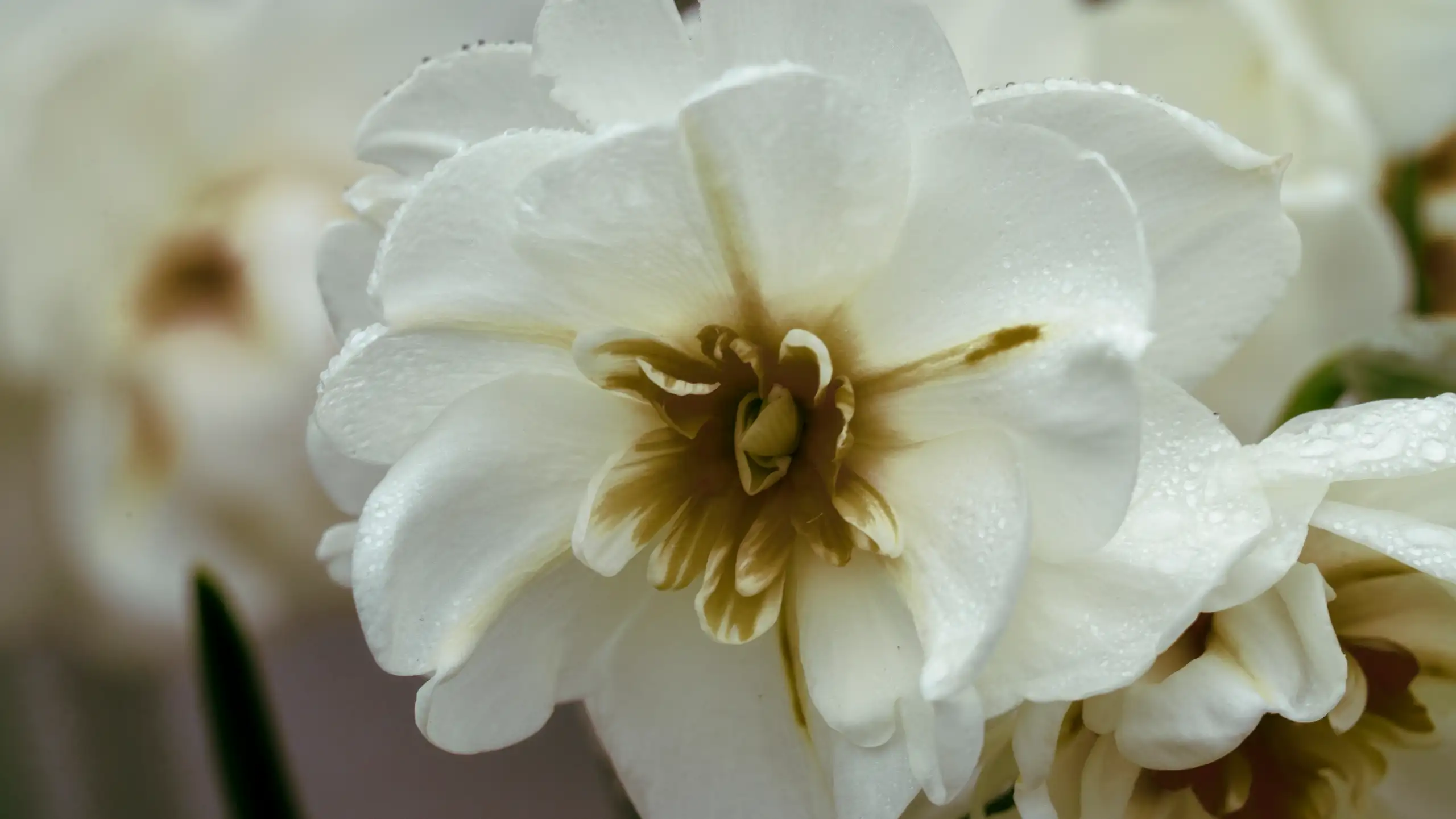 Observation Florale, poésie de Petit Bouquetin, photo 10 sur 15