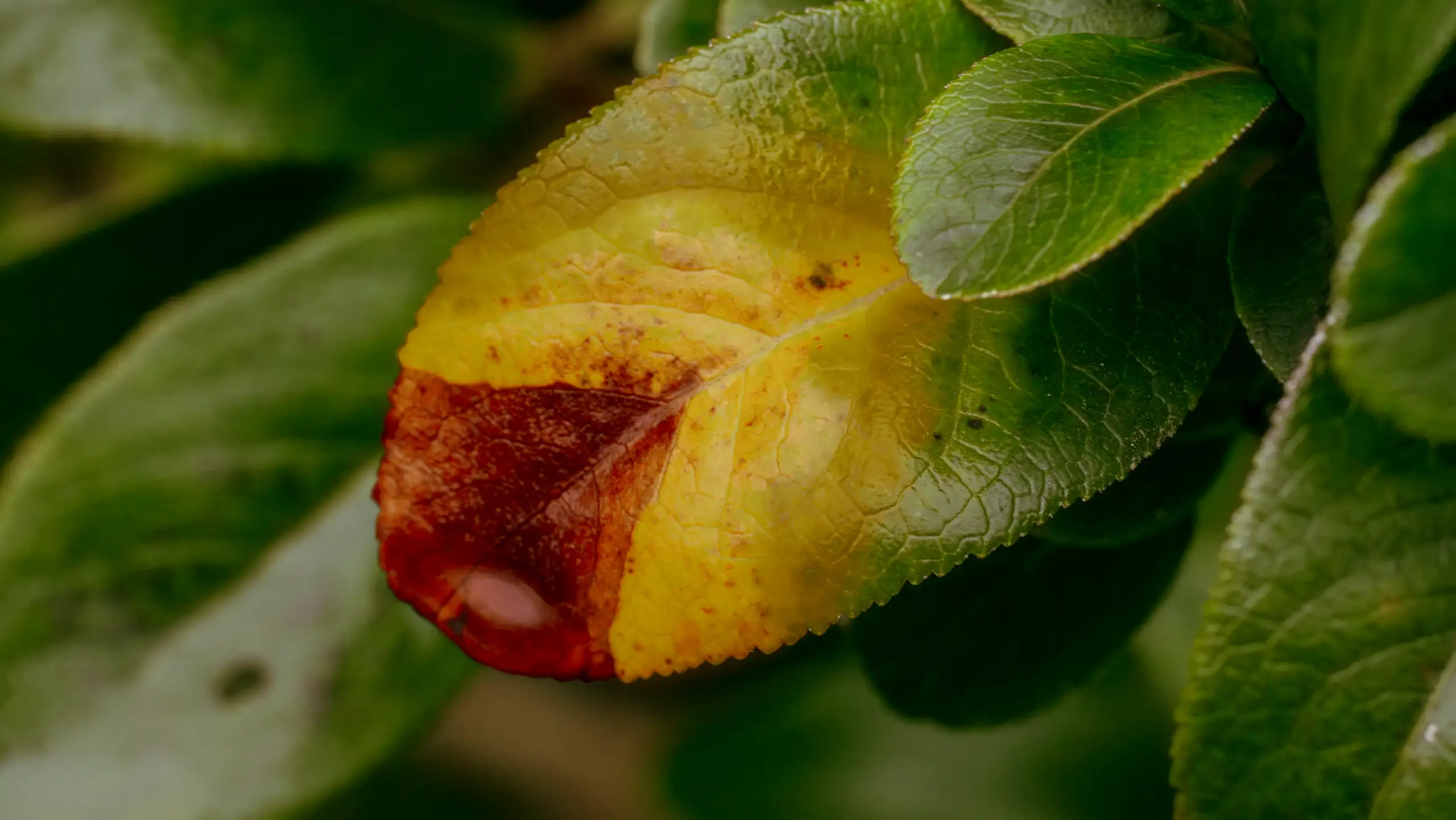 Observation Florale, poésie de Petit Bouquetin, photo 11 sur 15