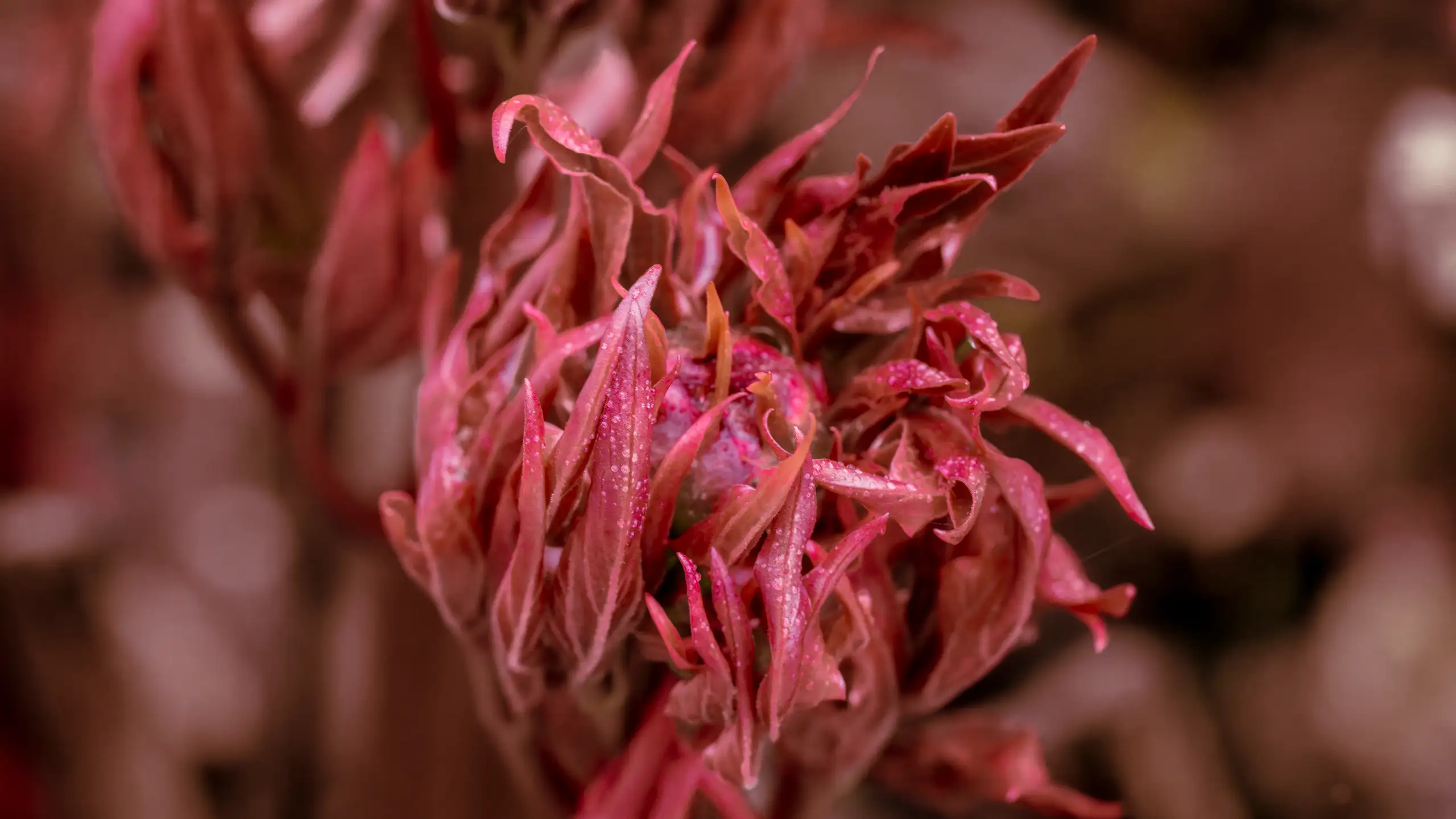 Observation Florale, poésie de Petit Bouquetin, photo 12 sur 15