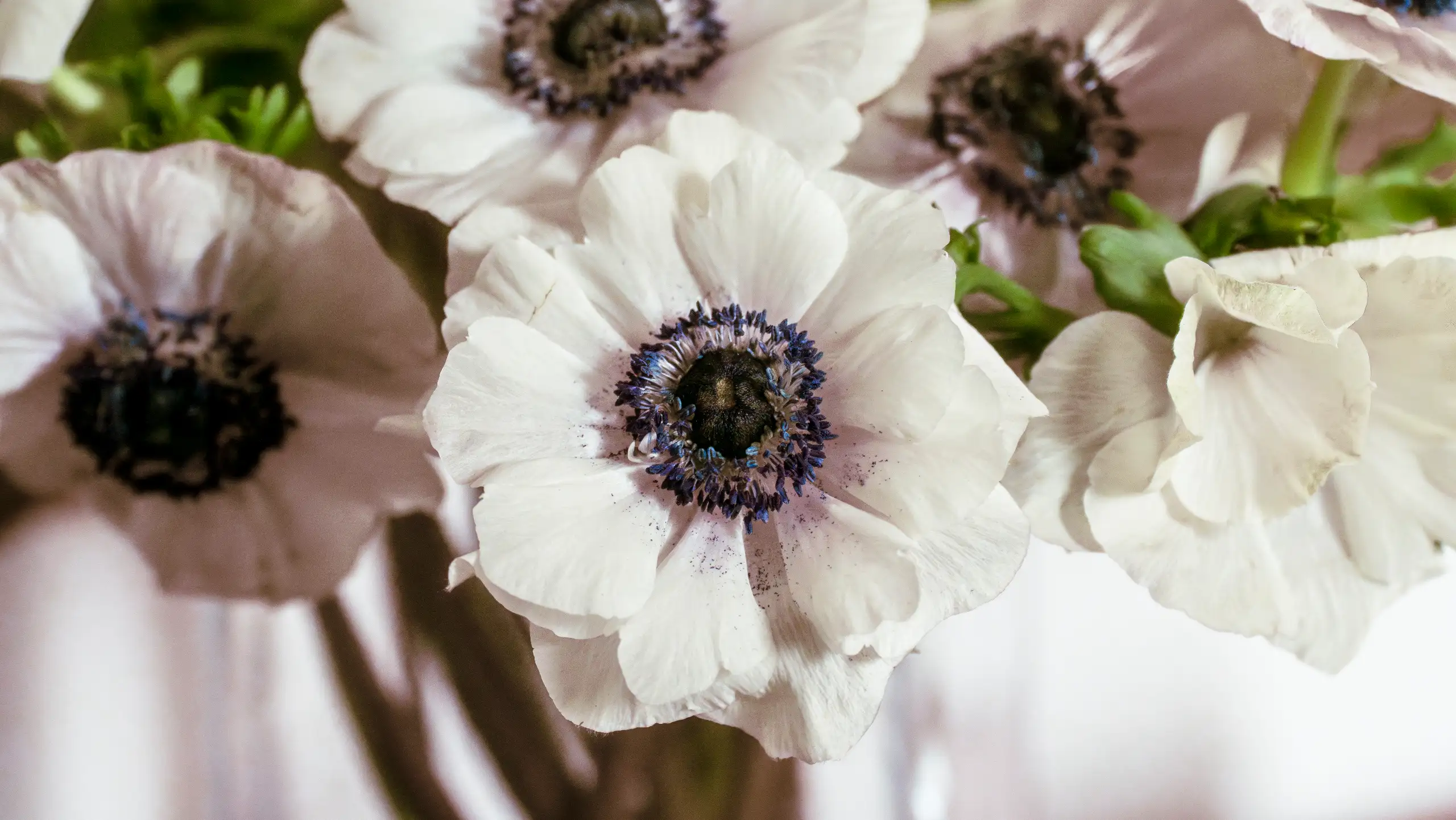 Observation Florale, poésie de Petit Bouquetin, photo 13 sur 15