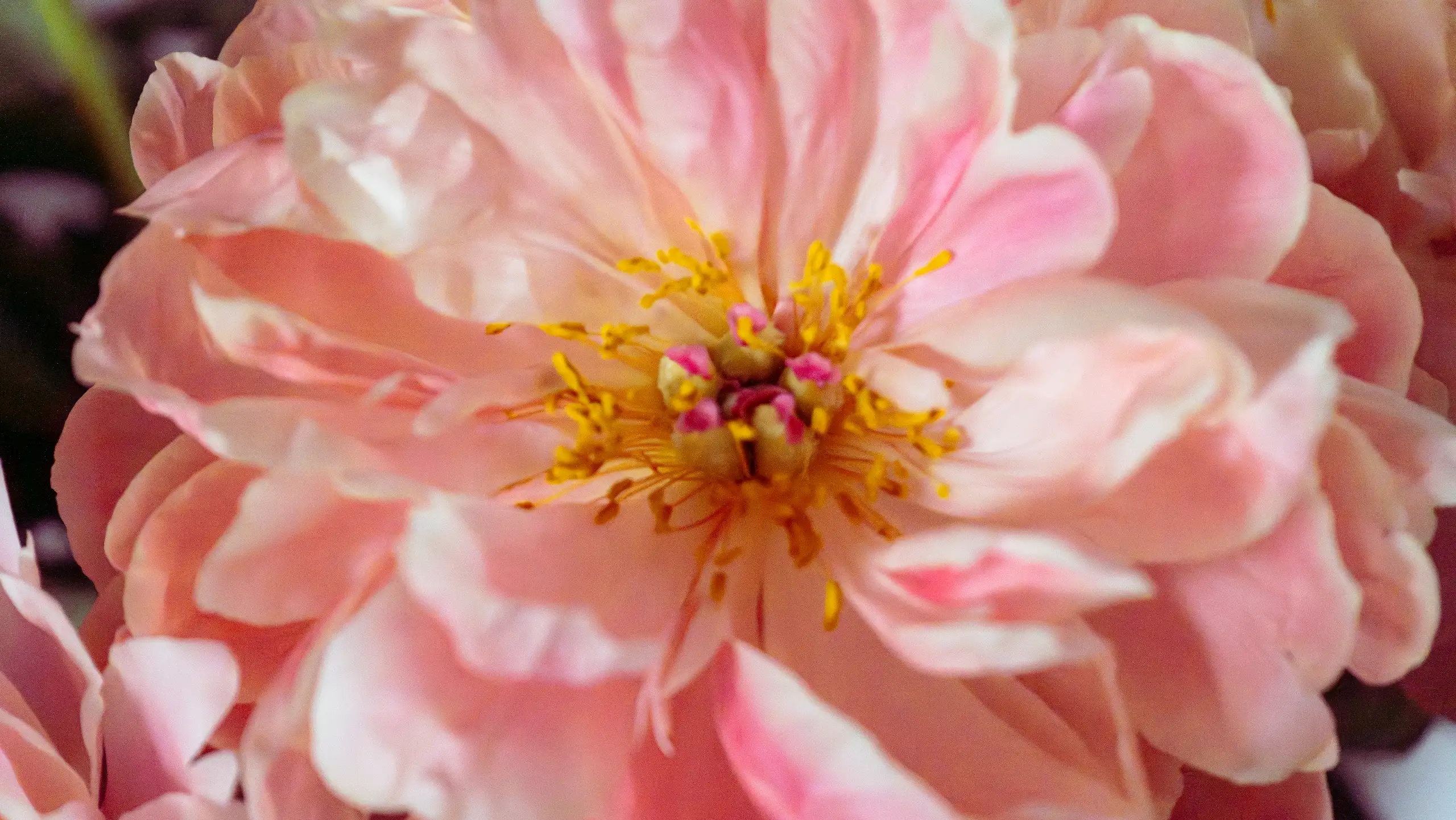Observation Florale, poésie de Petit Bouquetin, photo 14 sur 15